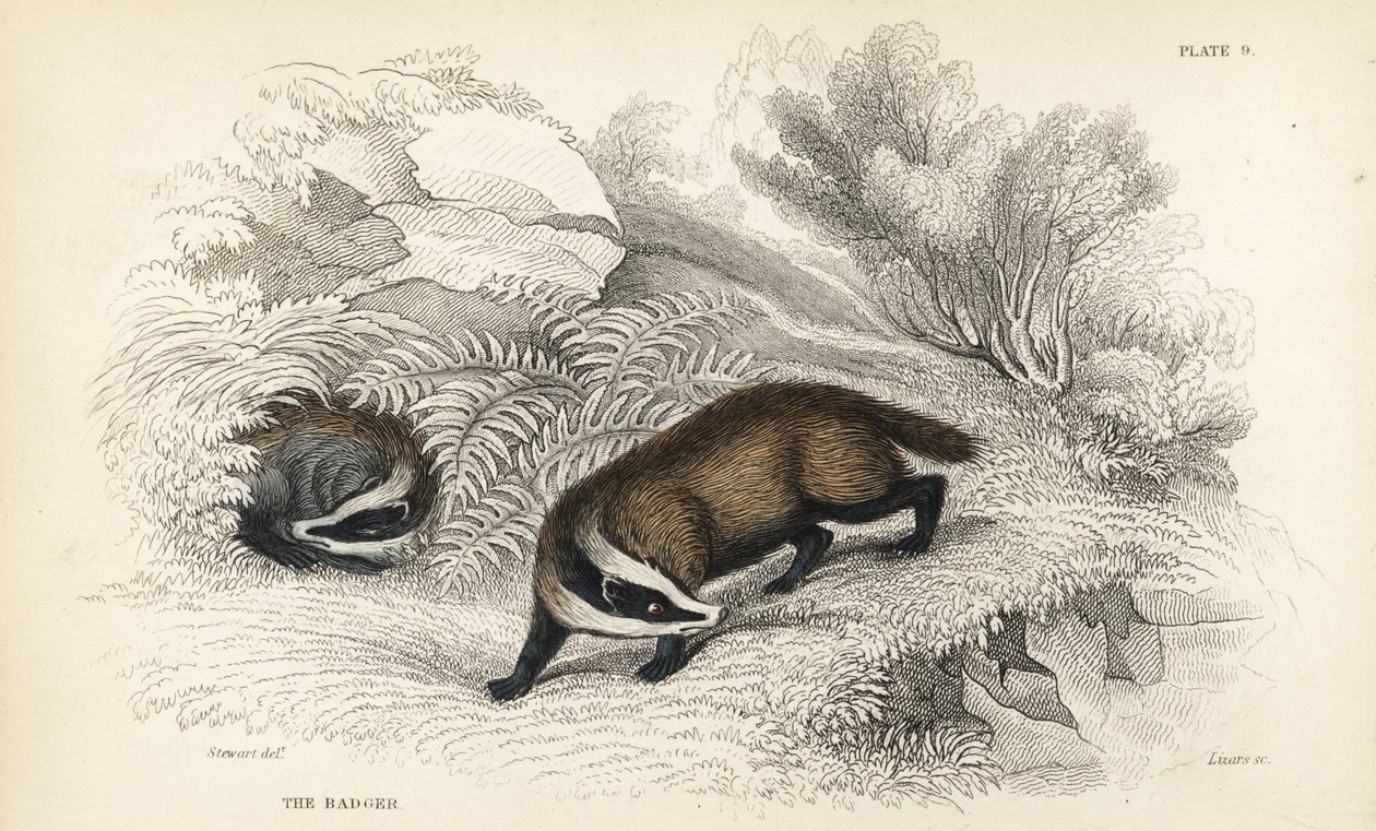Mäyrä, Meles meles (Meles taxus). Lizarsin käsinvärinen teräskaiverrus James Stewartin kuvituksen jälkeen William Jardinen Naturalist