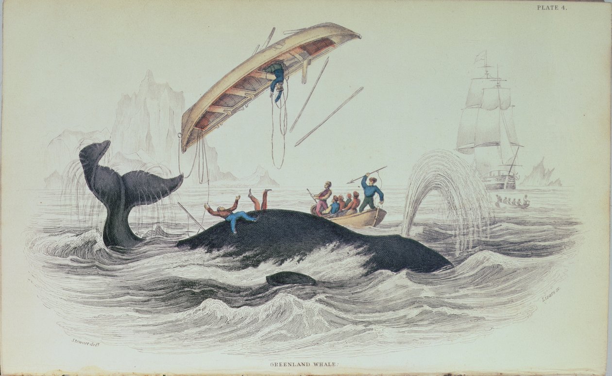 Grönlannin valas, William Home Lizarsin (1788-1859) kaivertama kirjakuvitus tekijältä James Stewart