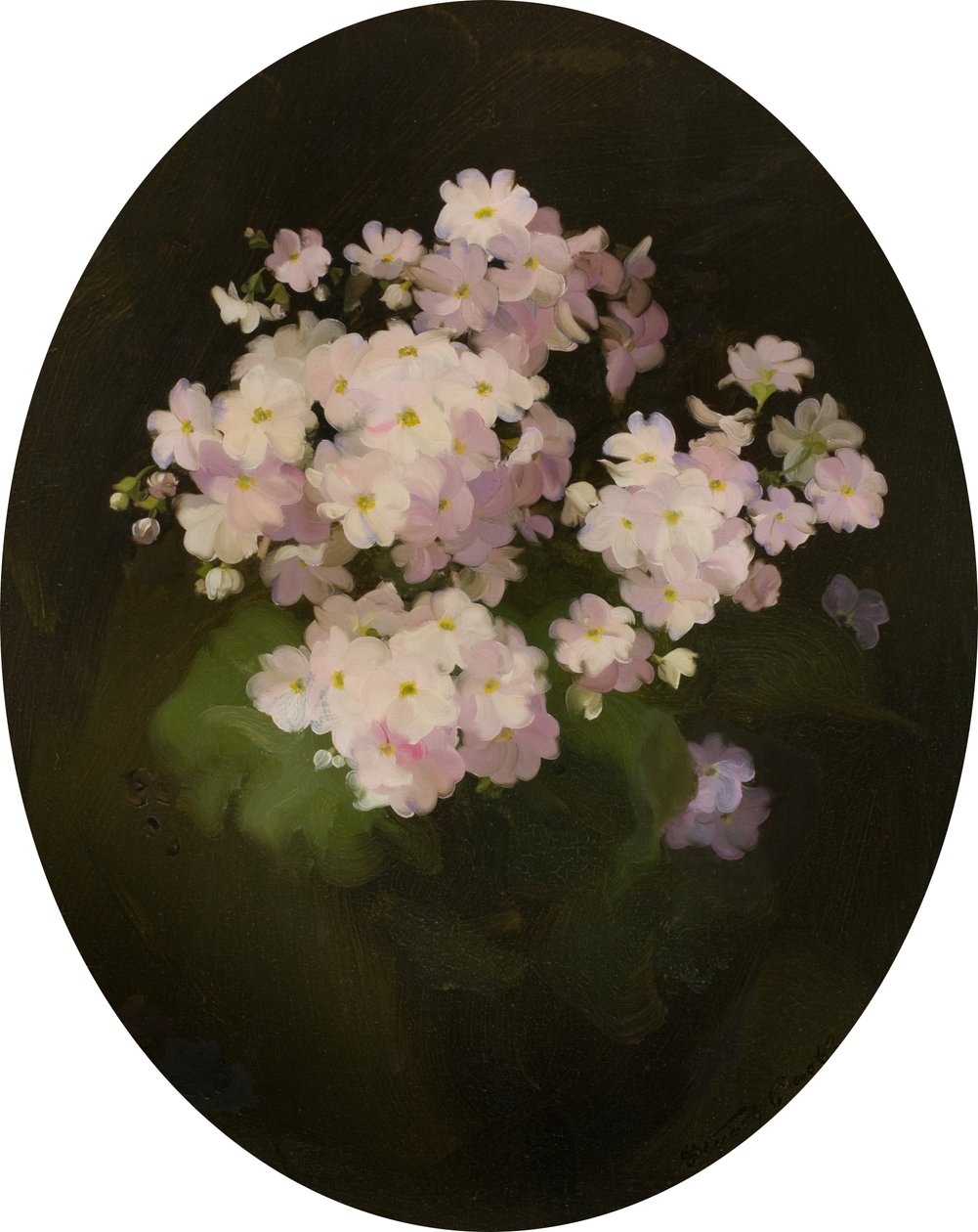 Primulas, 1900-luku (öljy kankaalle) tekijältä James Stuart Park