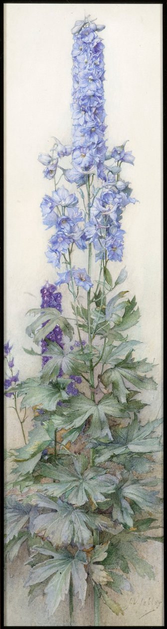 Delphiniums, noin 1920 tekijältä James Valentine Jelley