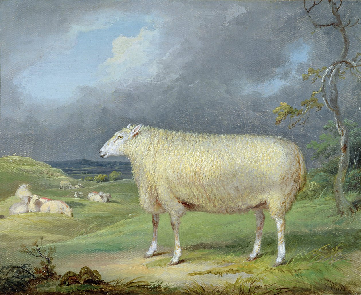 Border Leicester Ewe (öljy kankaalle) tekijältä James Ward