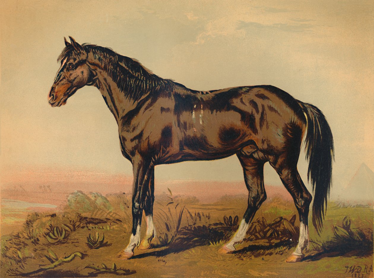 Dongola-hevonen, c1850, c1879. tekijältä James Ward