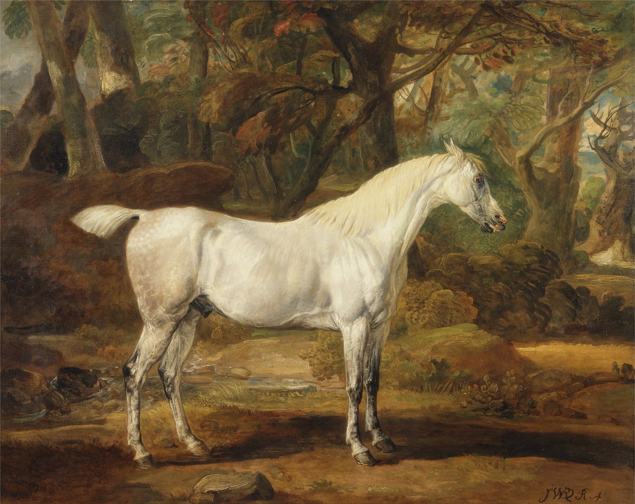 Harmaa arabialainen ori, Sir Watkin Williams-Wynnin omaisuus, n. 1815-20 (öljy kankaalle) tekijältä James Ward