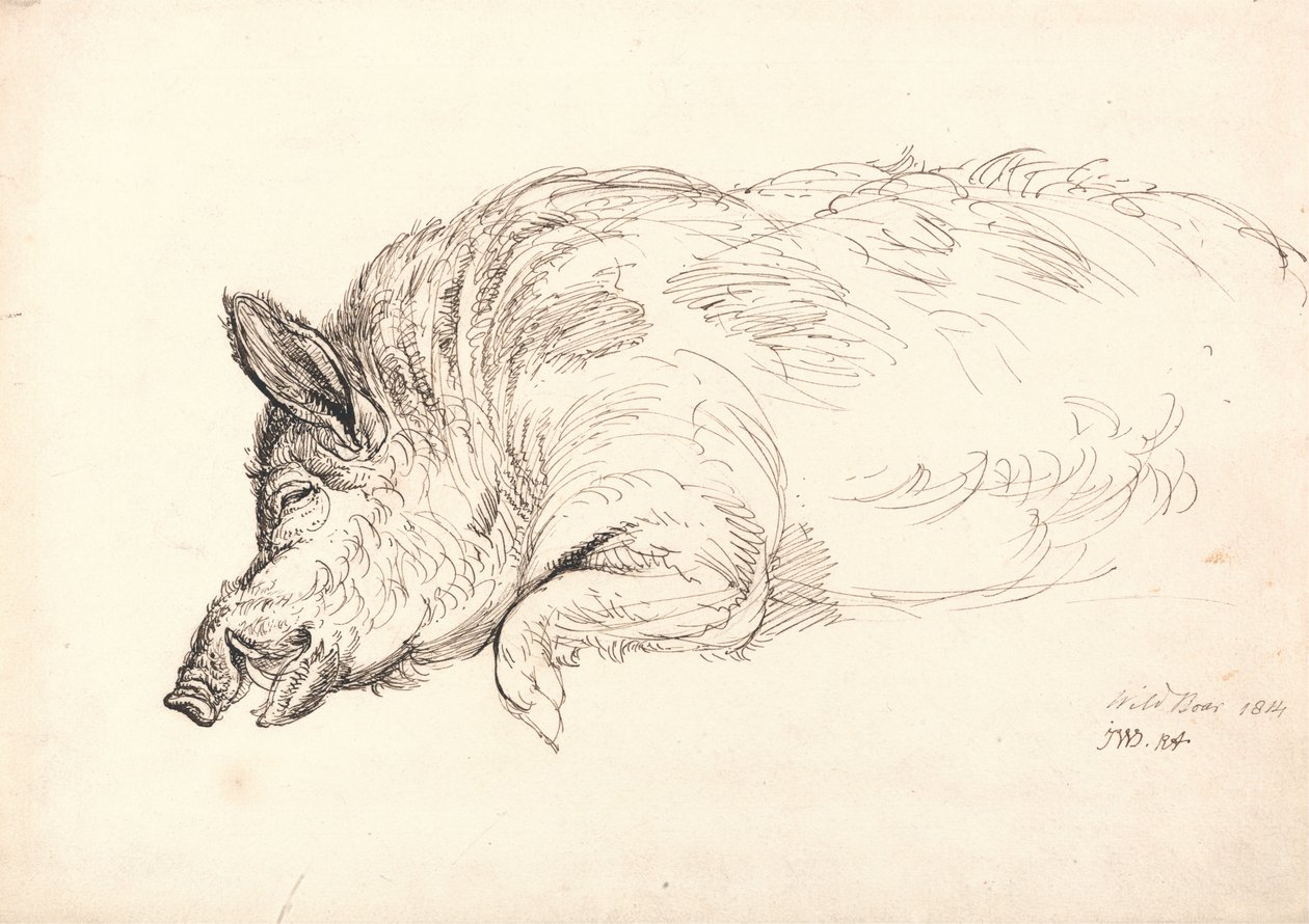 Villisika, unessa tai kuolleena, 1814 tekijältä James Ward