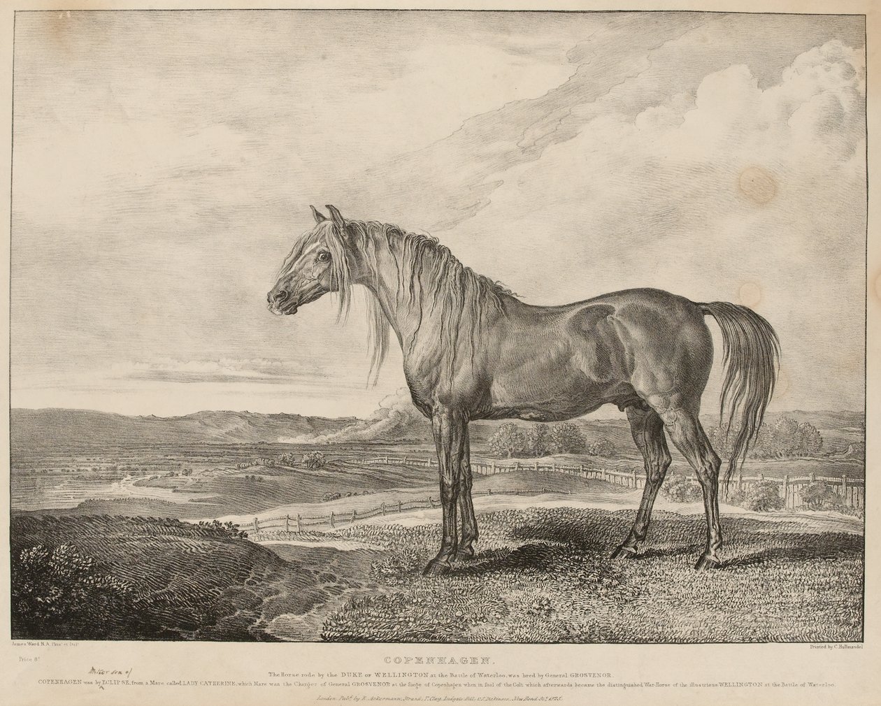 Kööpenhamina Hevosen ratsasti Wellingtonin herttua Waterloon taistelussa, kasvatti kenraali Grosvenor, n. 1824 (litografia) tekijältä James Ward