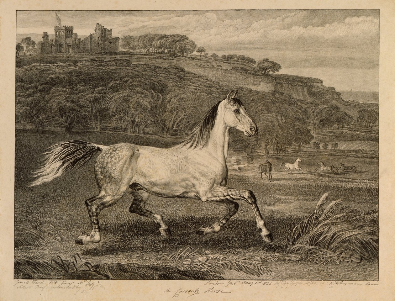 Cossack Horse, Celebrated Horses -sarjasta, taiteilijan julkaisema neljätoista kilpakuvasarja, 1823-24 tekijältä James Ward