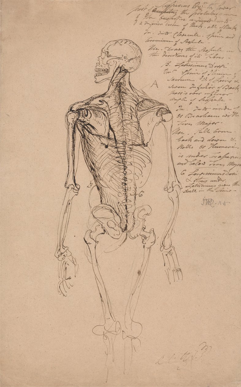 Desenho do esqueleto de um homem finlandês tekijältä James Ward