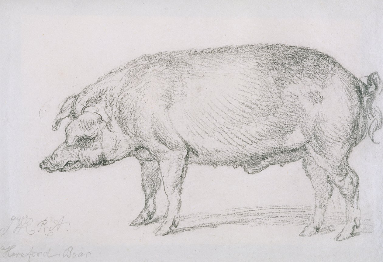 Hereford Boar, n. 1803-04 (kynä paperilla) tekijältä James Ward