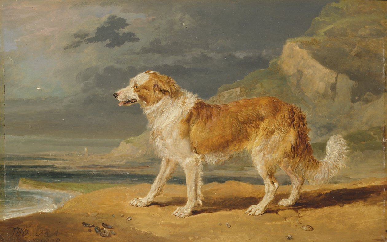 Karkeapäällysteinen collie tekijältä James Ward
