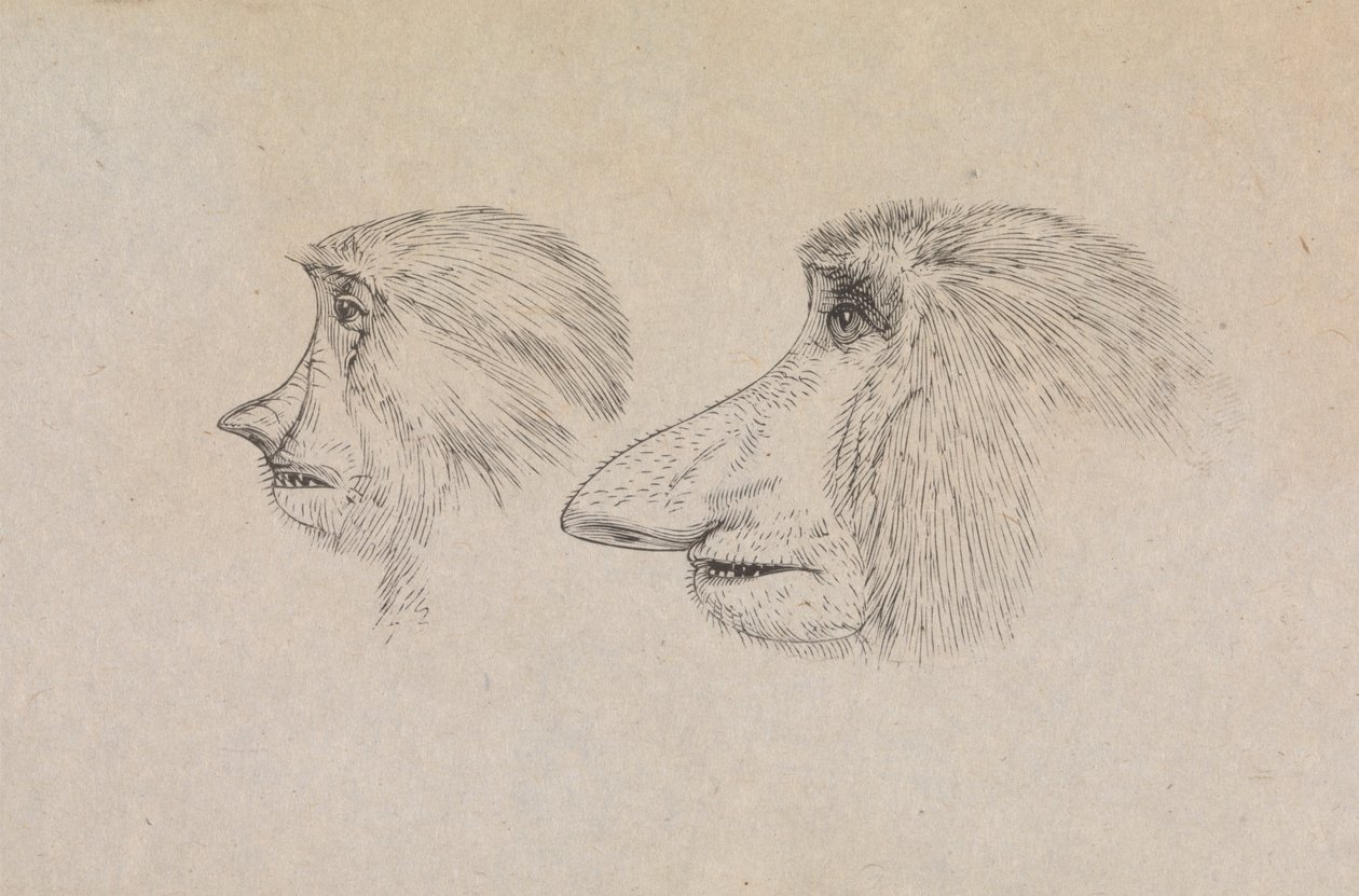 Kahden proboscis-apinan päät tekijältä James de Carle Sowerby