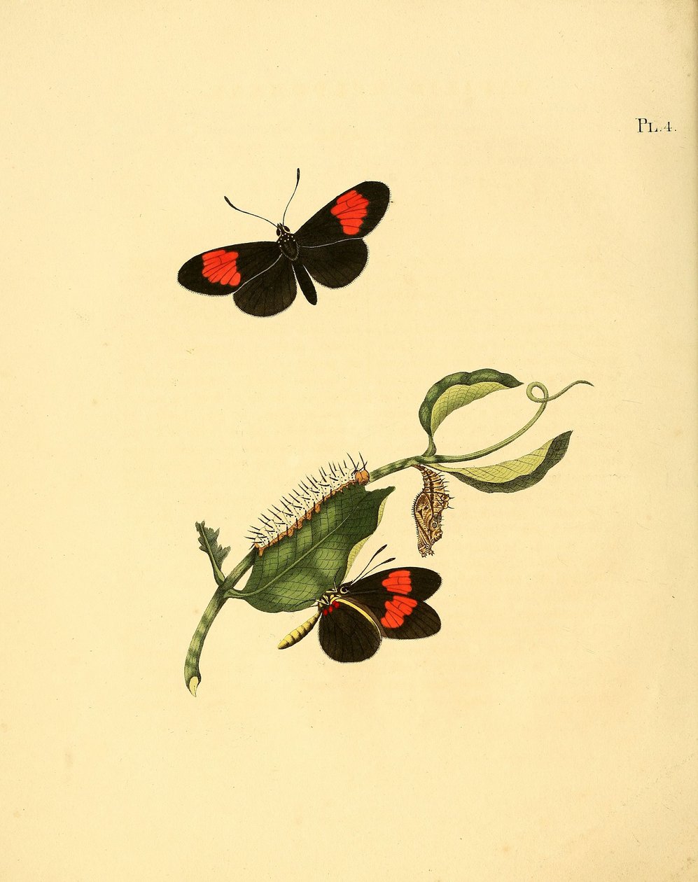 Heliconius melpomene tekijältä Jan Christiaen Sepp