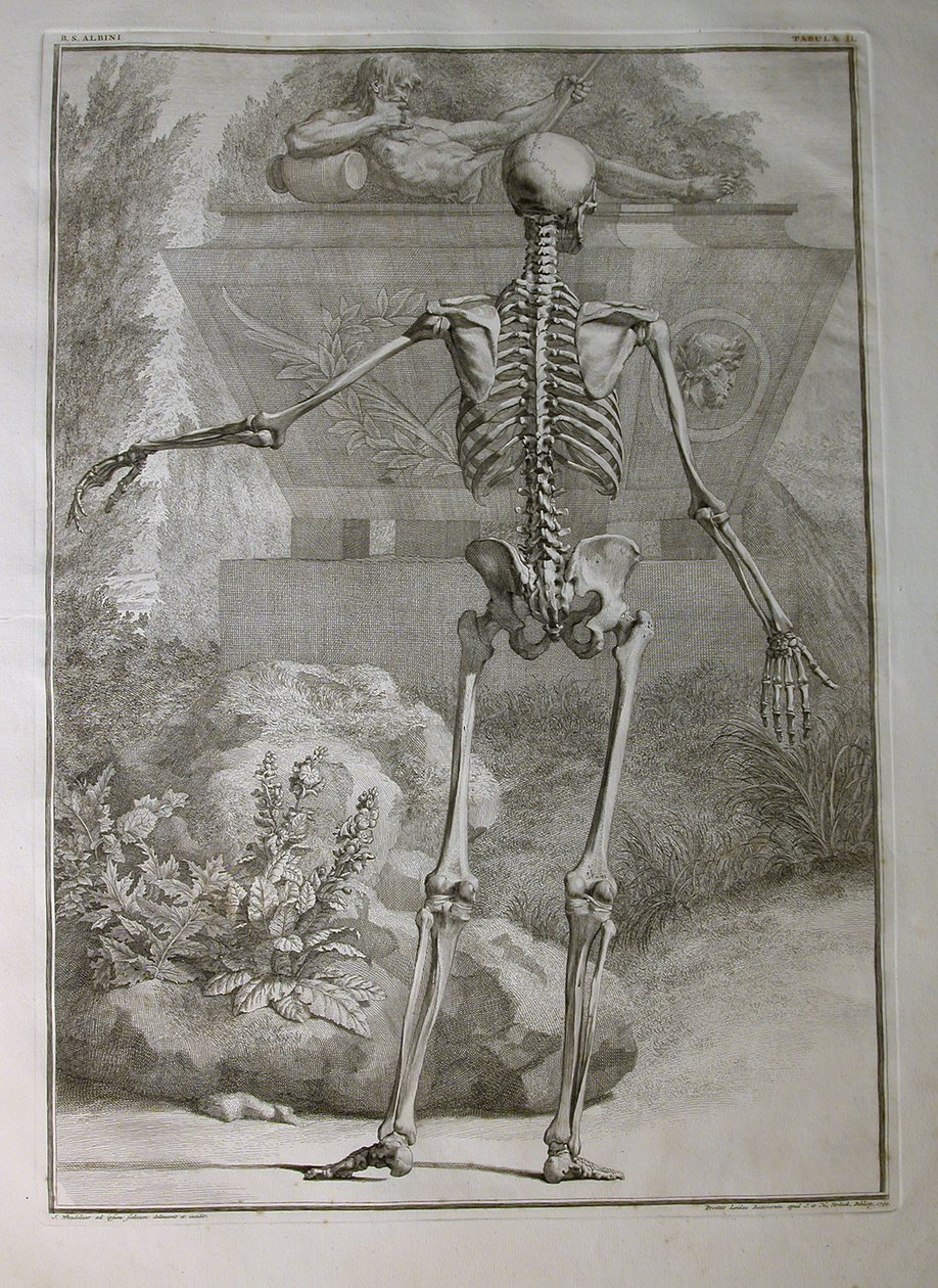 Albinus I, Pl. II: Luuranko, kuvitus Bernhard Siegfried Albinuksen (1697-1770) teoksesta "Tabulae sceleti et musculorum corporis humani", julkaissut J.undH. Verbeek, bibliop., Leiden, 1740 (kaiverrus). tekijältä Jan Wandelaar