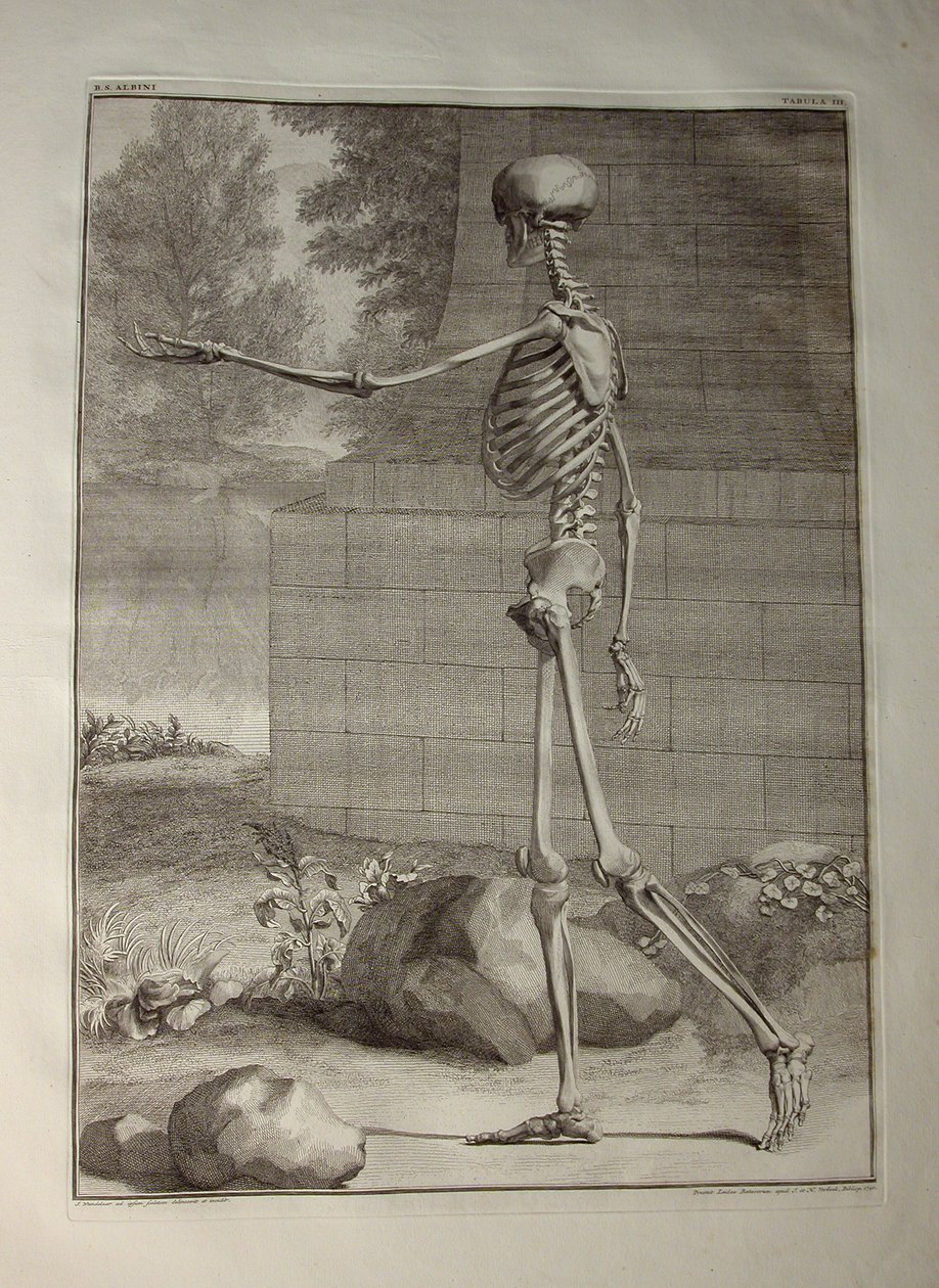 Albinus I, Pl. III: Luuranko, kuvitus teoksesta "Ihmiskehon luurankolihakset", Bernhard Siegfried Albinus (1697-1770), julkaisija J.undH. Verbeek, bibliop., Leiden, 1747 (kaiverrus) tekijältä Jan Wandelaar
