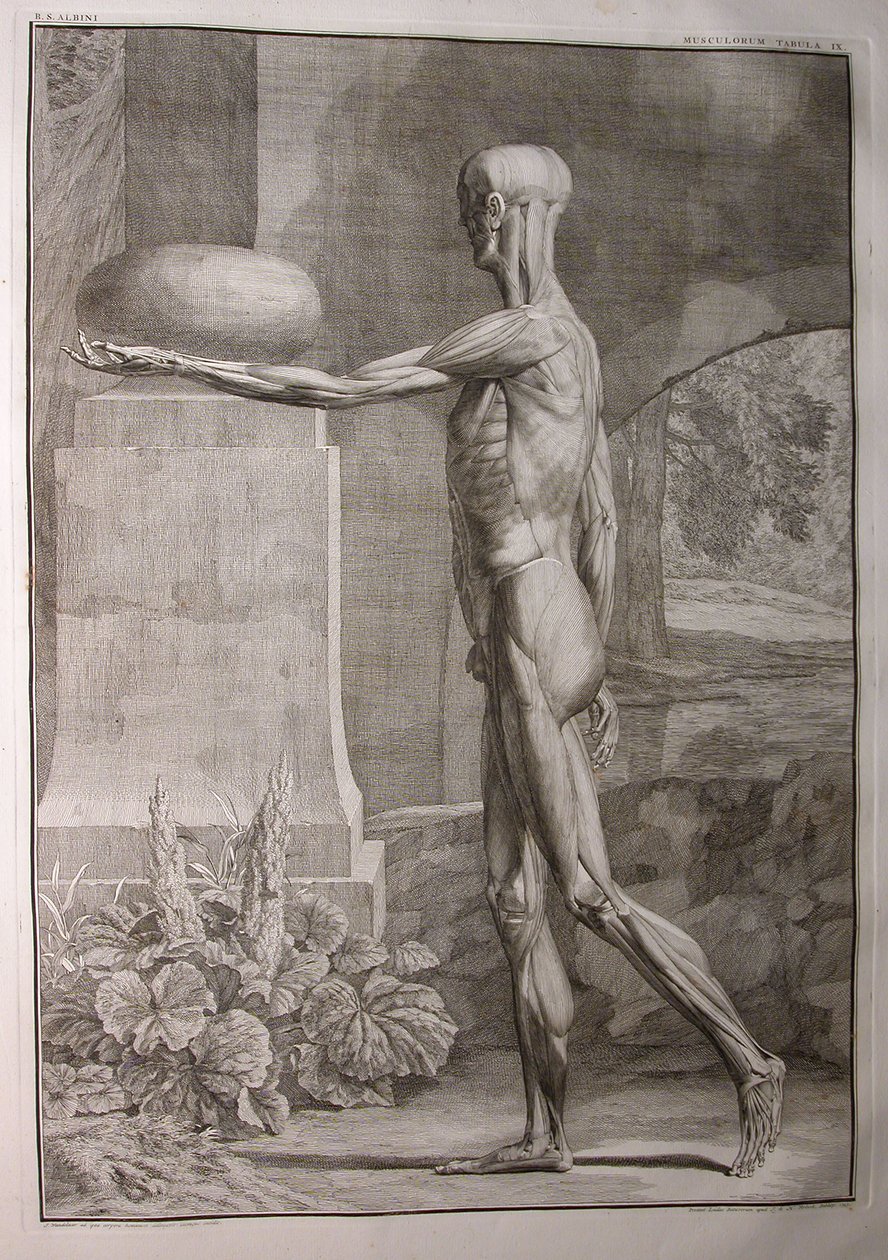 Albinus I, Pl. IX: Lihakset, kuvitus artikkelista "Ihmiskehon luurankolihakset", Bernhard Siegfried Albinus (1697-1770), julkaisija J.undH. Verbeek, bibliop., Leiden, 1743 tekijältä Jan Wandelaar