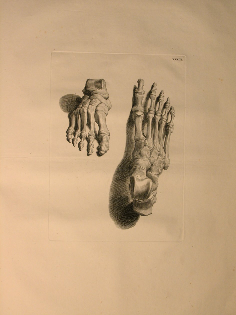 Albinus II, Pl. 33: Jalan luuranko, kuvitus julkaisusta "Tables of human bones", Bernhard Siegfried Albinus (1697-1770), julkaisija J.undH. Verbeek, bibliop. 1753, Leiden, 1729-1753 tekijältä Jan Wandelaar