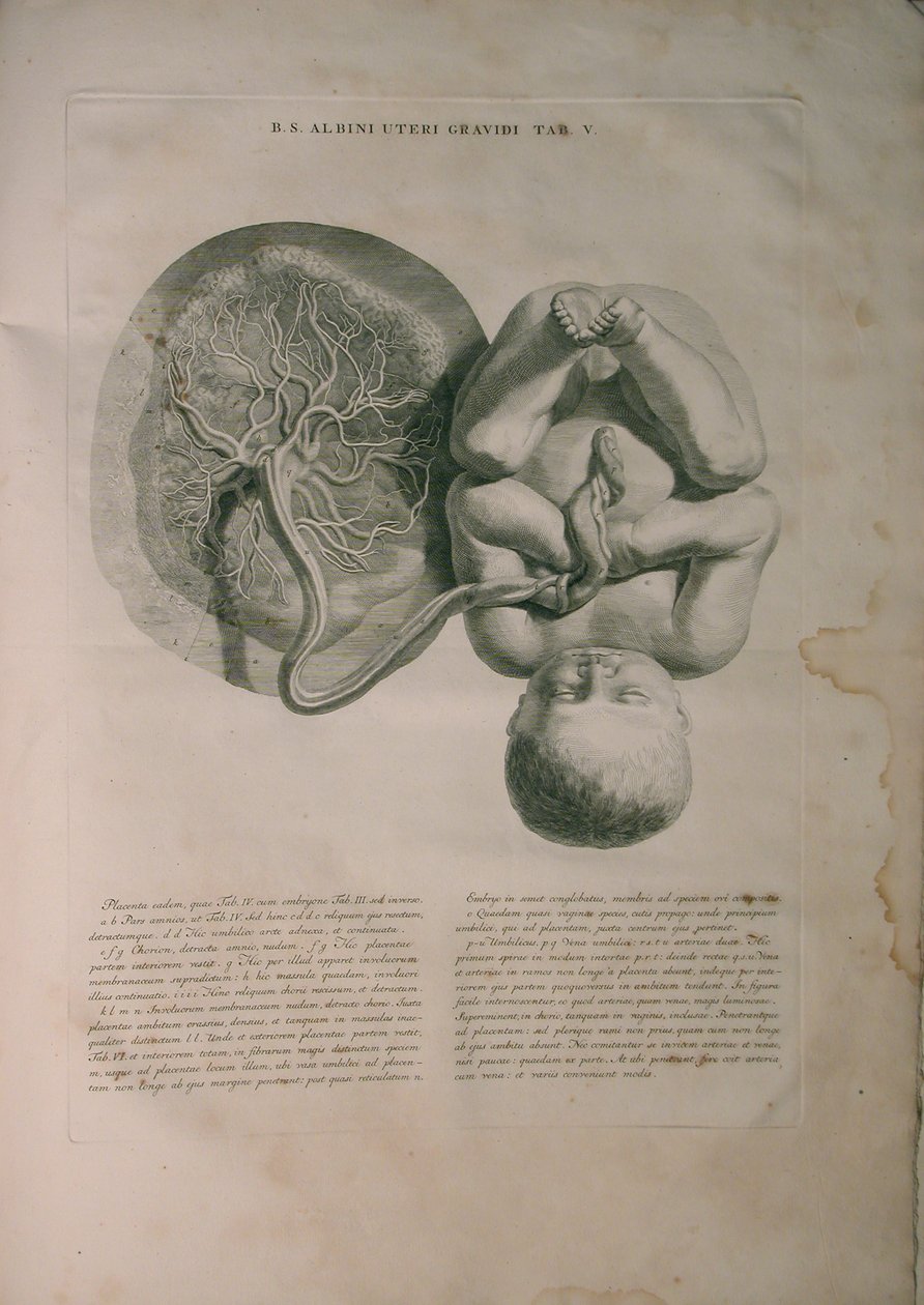 Albinus, Uterus II, Pl. V, kuvitus julkaisusta "Tables of human bones", Bernhard Siegfried Albinus (1697-1770), julkaisija J.undH. Verbeek, bibliop., Leiden, 1748 tekijältä Jan Wandelaar