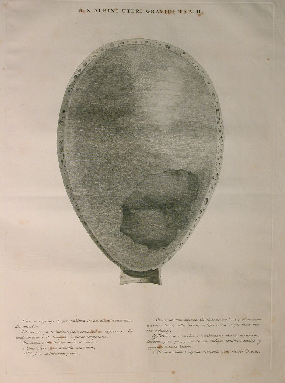 Albinus, Uterus, Pl. II, kuvitus julkaisusta "Tables of human bones", Bernhard Siegfried Albinus (1697-1770), julkaisija J.undH. Verbeek, bibliop., Leiden, 1753 tekijältä Jan Wandelaar