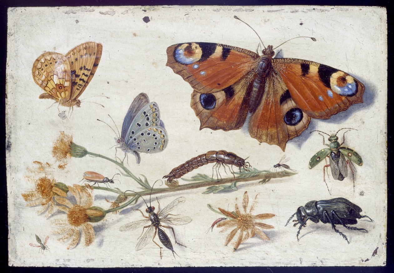 Kolme perhosta, kovakuoriainen ja muita hyönteisiä, joissa Ragwort-leikkaus, 1650-luvun alku (öljy kuparilla) tekijältä Jan van Kessel the Elder
