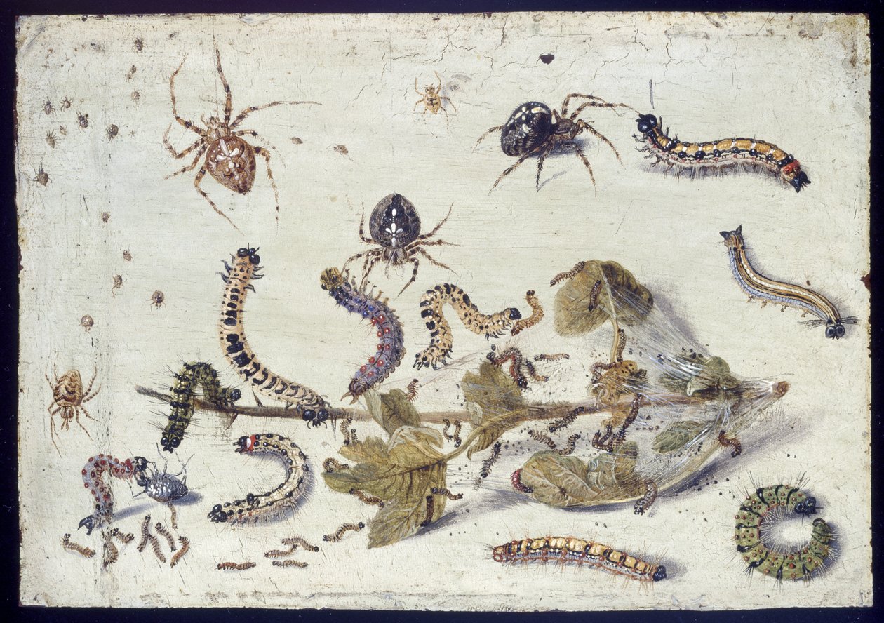 Erilaisia hämähäkkejä ja toukkia sekä karviaisen oksa, 1650-luvun alku (öljy kuparille). tekijältä Jan van Kessel the Elder
