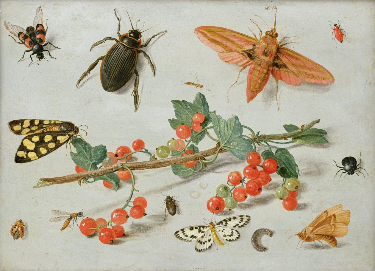 Punaherukoiden oksa, jossa elefanttihaukkakoi, harakkakoi ja muita hyönteisiä, 1657 (öljy kuparille) tekijältä Jan van Kessel the Elder