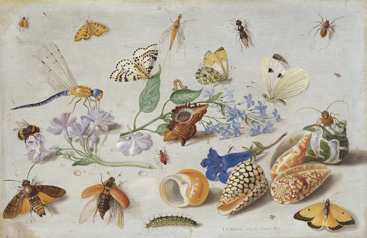 Perhoset ja muut hyönteiset, 1661 (öljy kuparille) tekijältä Jan van Kessel the Elder