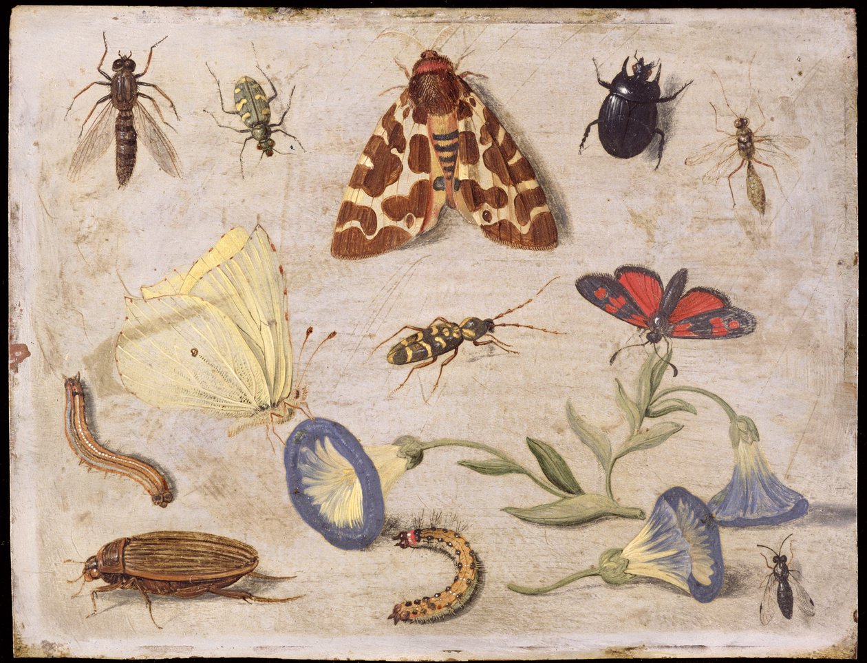 Hyönteiset (öljy kuparille) tekijältä Jan van Kessel the Elder