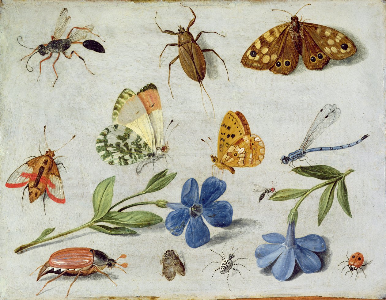Hyönteiset (öljy kuparille) tekijältä Jan van Kessel the Elder