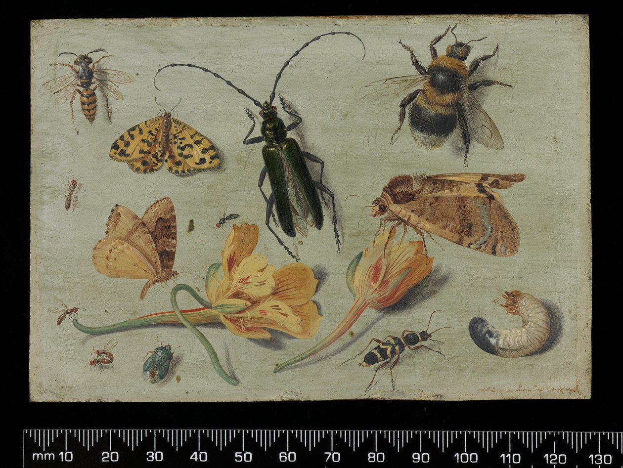 Hyönteiset (öljy kuparille) tekijältä Jan van Kessel the Elder