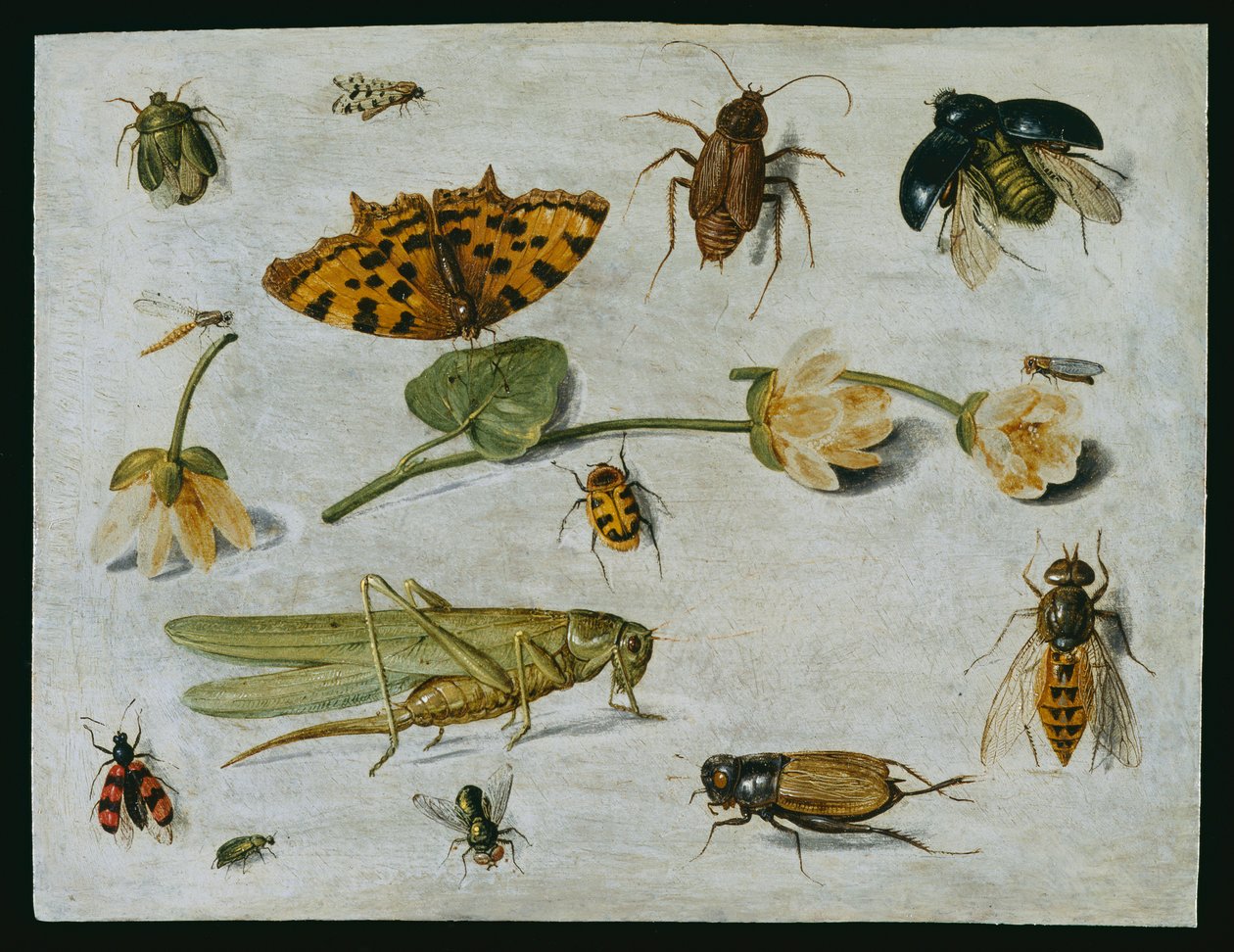 Hyönteiset (öljy kuparille) tekijältä Jan van Kessel the Elder