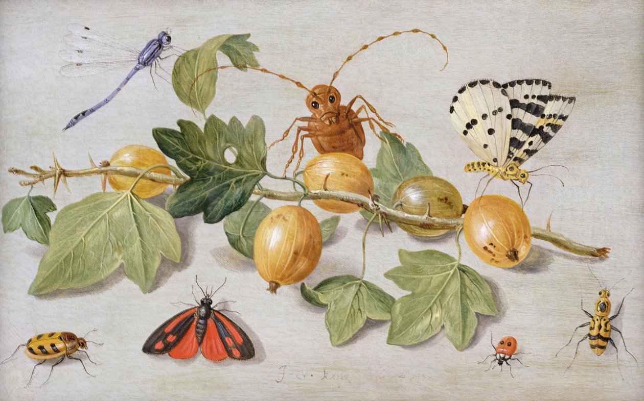Karviaisten oksan asetelma, perhonen, koi, neitokärpänen ja muut hyönteiset (öljy kuparilla) tekijältä Jan van Kessel the Elder