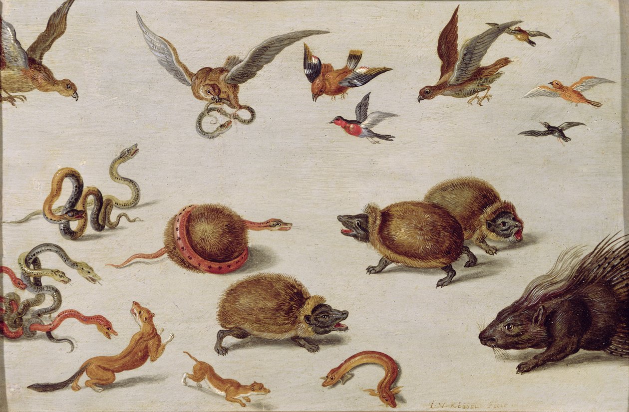 Käärmeiden viholliset tekijältä Jan van Kessel the Elder