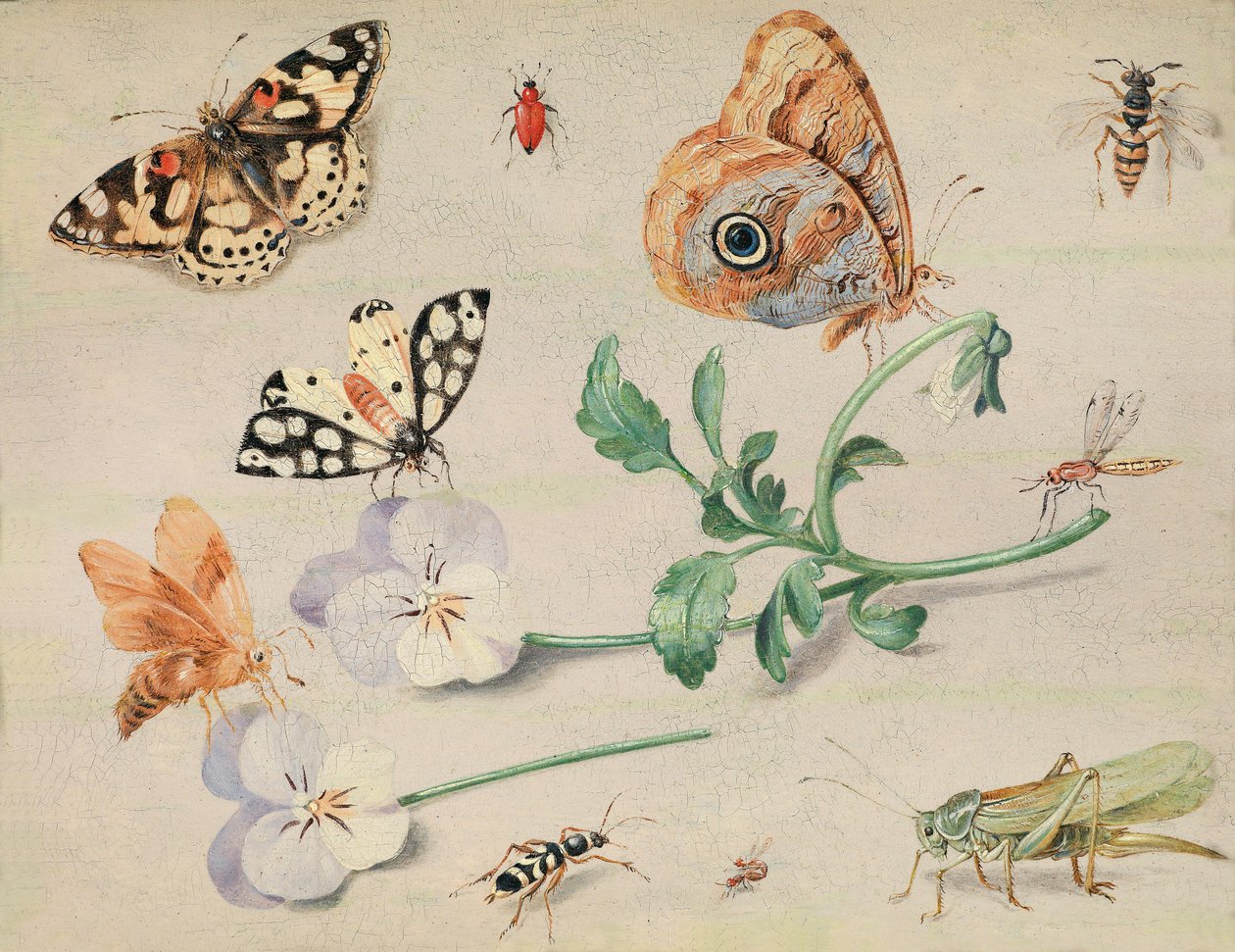 Insieteenin ja Blumenin tutkimus tekijältä Jan van Kessel the Elder