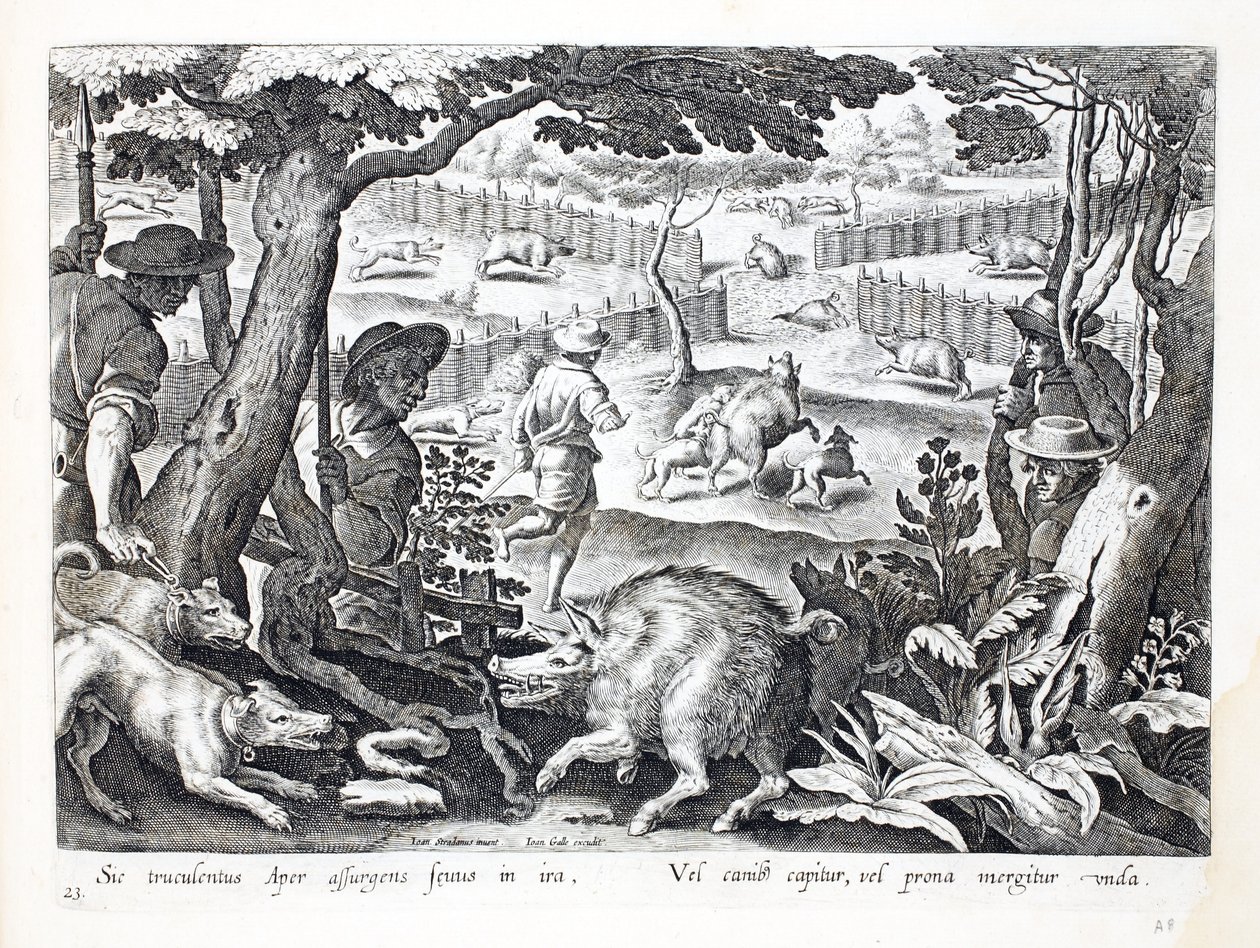 Raivokas villisika nousee vihaisena, koirat ajavat muita vesiin, kuvitus teoksesta "Venationes, Ferarum, Avium, Piscium" (Metsästys: Wild Beasts, Birds, Fish), kaiverrettu Jan Collaert (156) tekijältä Jan van der Straet