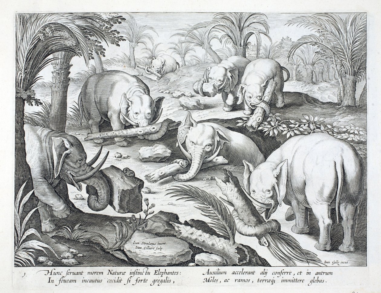 Elefanttilauma rakentaa vaistomaisesti kuoppaloukun, kuvitus teoksesta "Venationes, Ferarum, Avium, Piscium" (Metsästys: Wild Beasts, Birds, Fish), kaiverrettu Jan Collaert (1566-1628), pubi. kirjoittanut Philli tekijältä Jan van der Straet