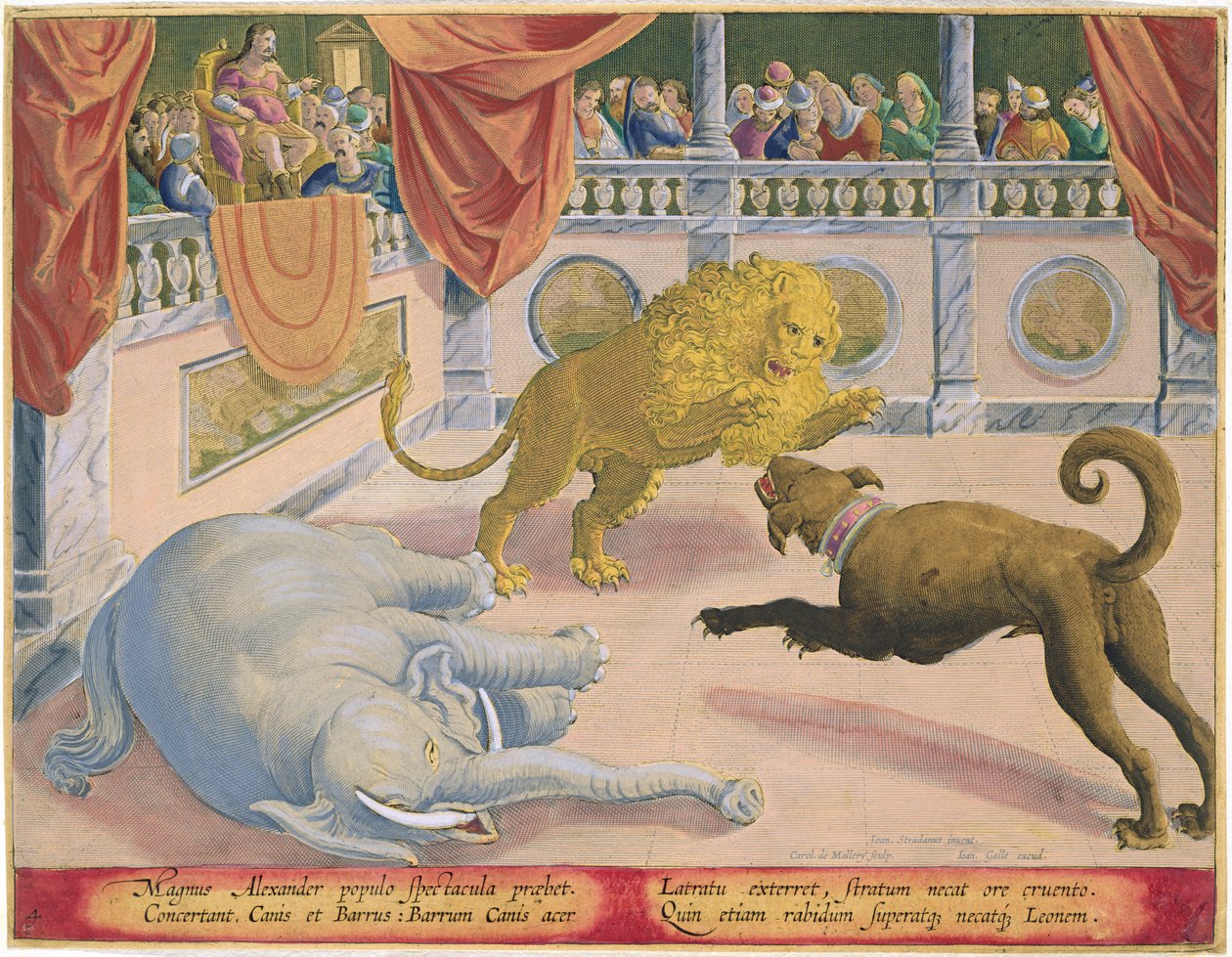 Aleksanteri Suuri (356-323 eaa.) laittaa silmälasit, levy 4 teoksesta "Venationes Ferarum, Avium, Piscium" (Metsästys: Wild Beasts, Birds, Fish), kaiverrettu Jan Collaert (1566-1628), julkaisija Phillip tekijältä Jan van der Straet