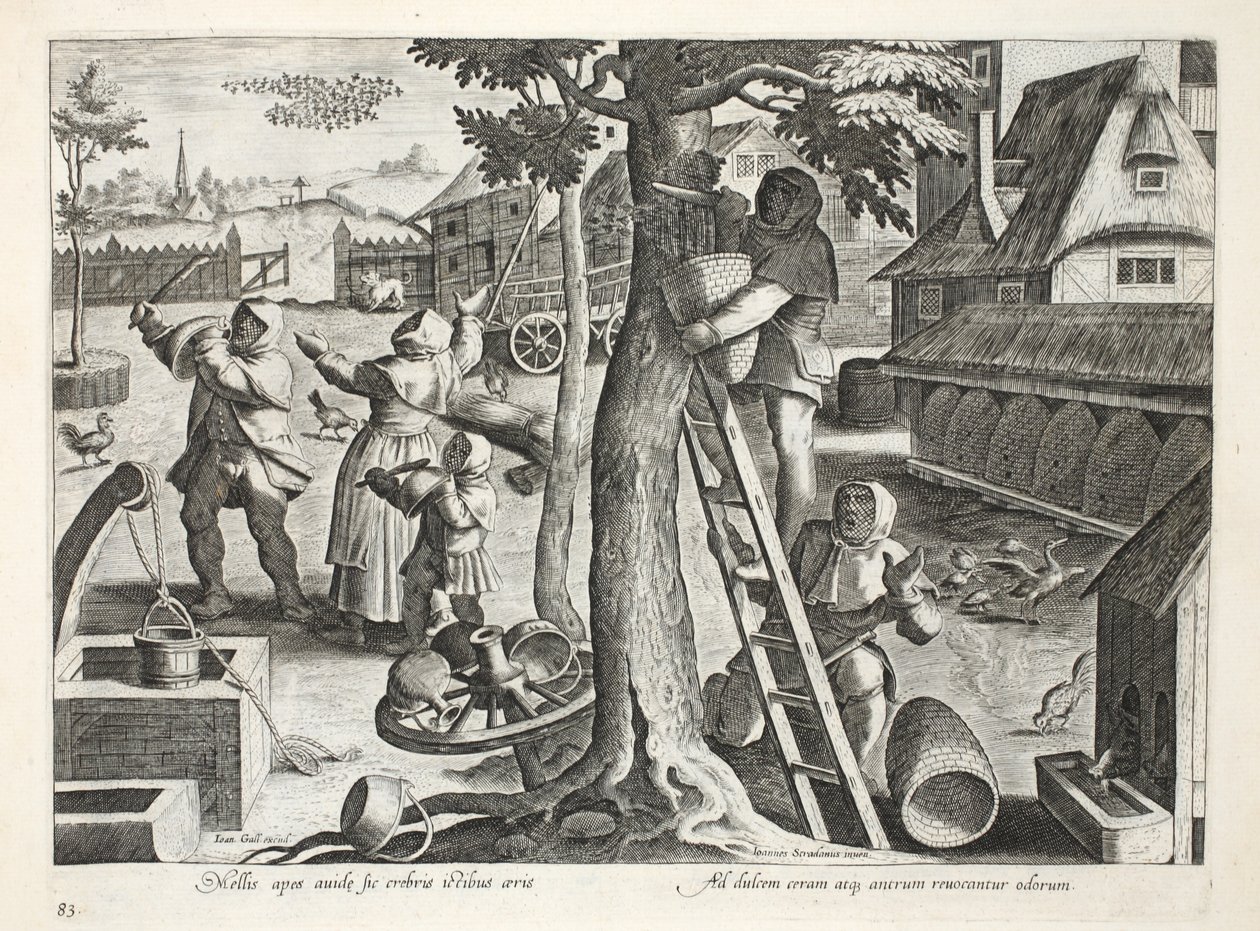 Mehiläishoitajat, levy 83, kuvitus teoksesta "Venationes, Ferarum, Avium, Piscium" (Metsästys: Wild Beasts, Birds, Fish), kaiverrus Jan Collaert (1566-1628), pub. kirjoittanut Phillipus Gallaeus, Amsterdam (engra tekijältä Jan van der Straet