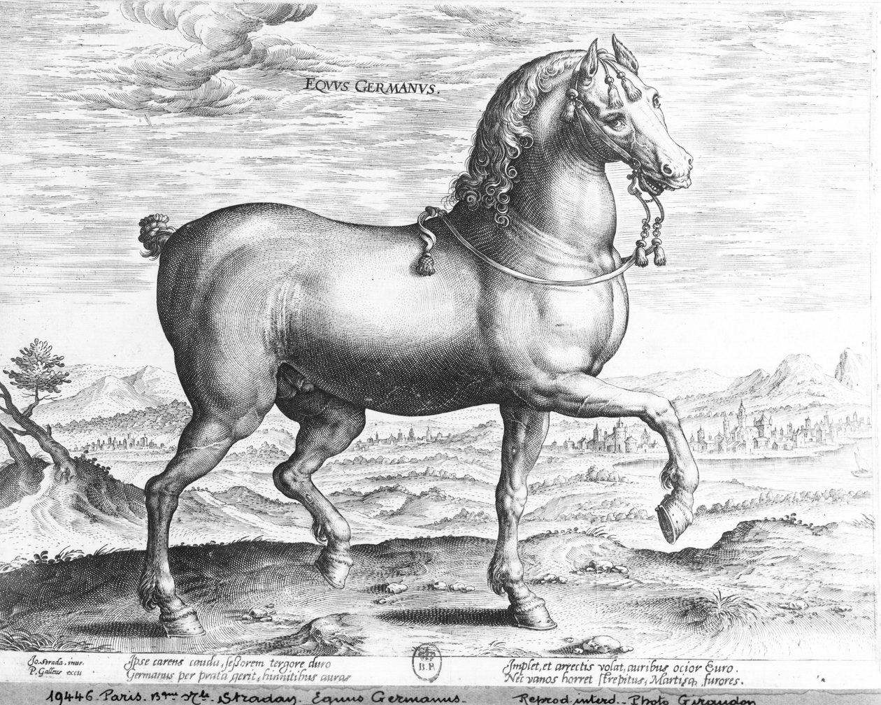 Equus germanus tekijältä Jan van der Straet