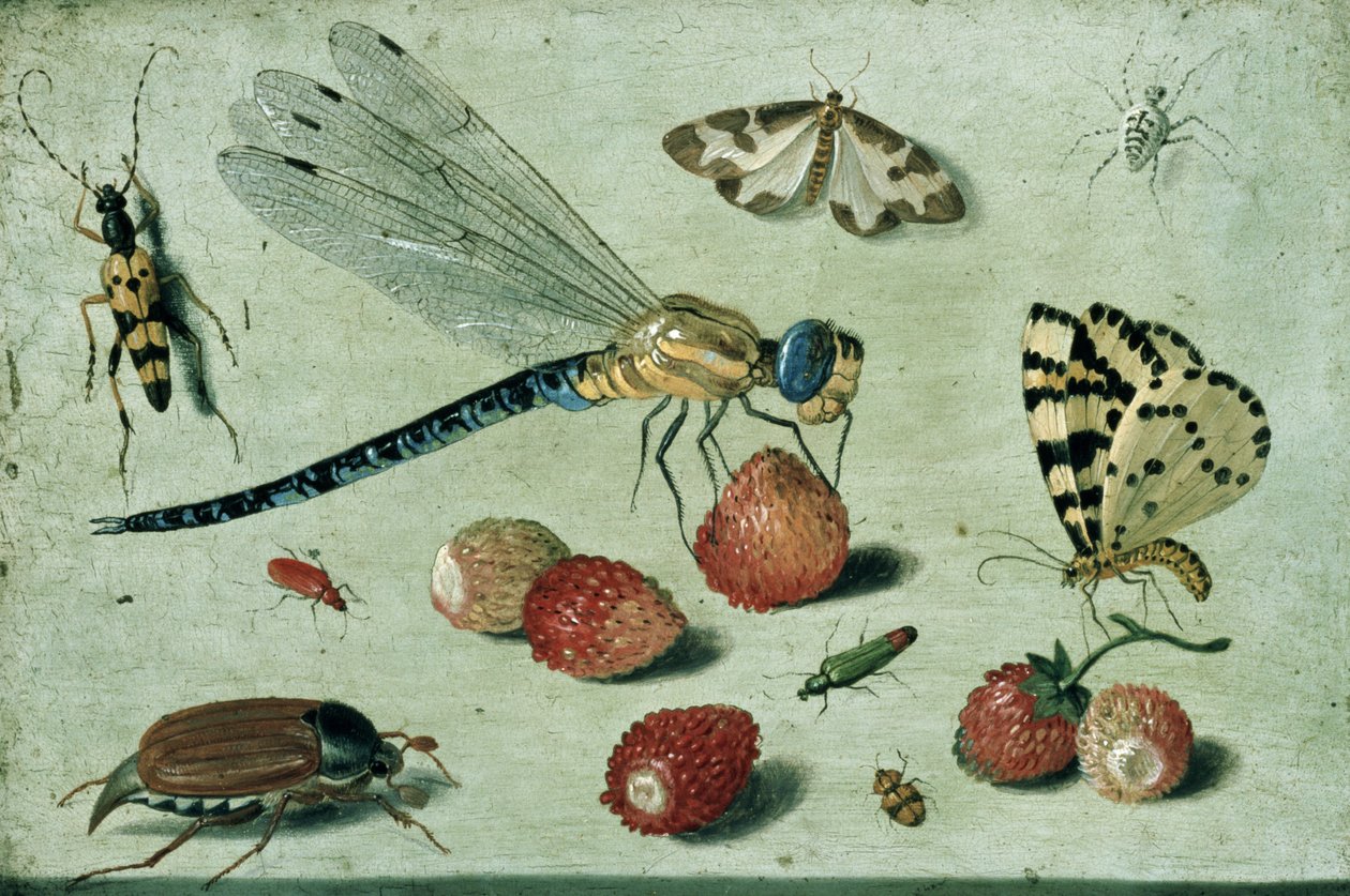 Lohikäärmeenkärpäs, kaksi yöperhoa, hämähäkki ja muutama kovakuoriainen, metsämansikoilla, 1600-luku (öljy kuparilla) tekijältä Jan van Kessel the Elder