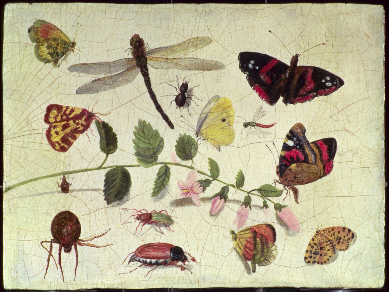 Perhoset, hyönteiset ja kukat (paneeli) tekijältä Jan van Kessel the Elder