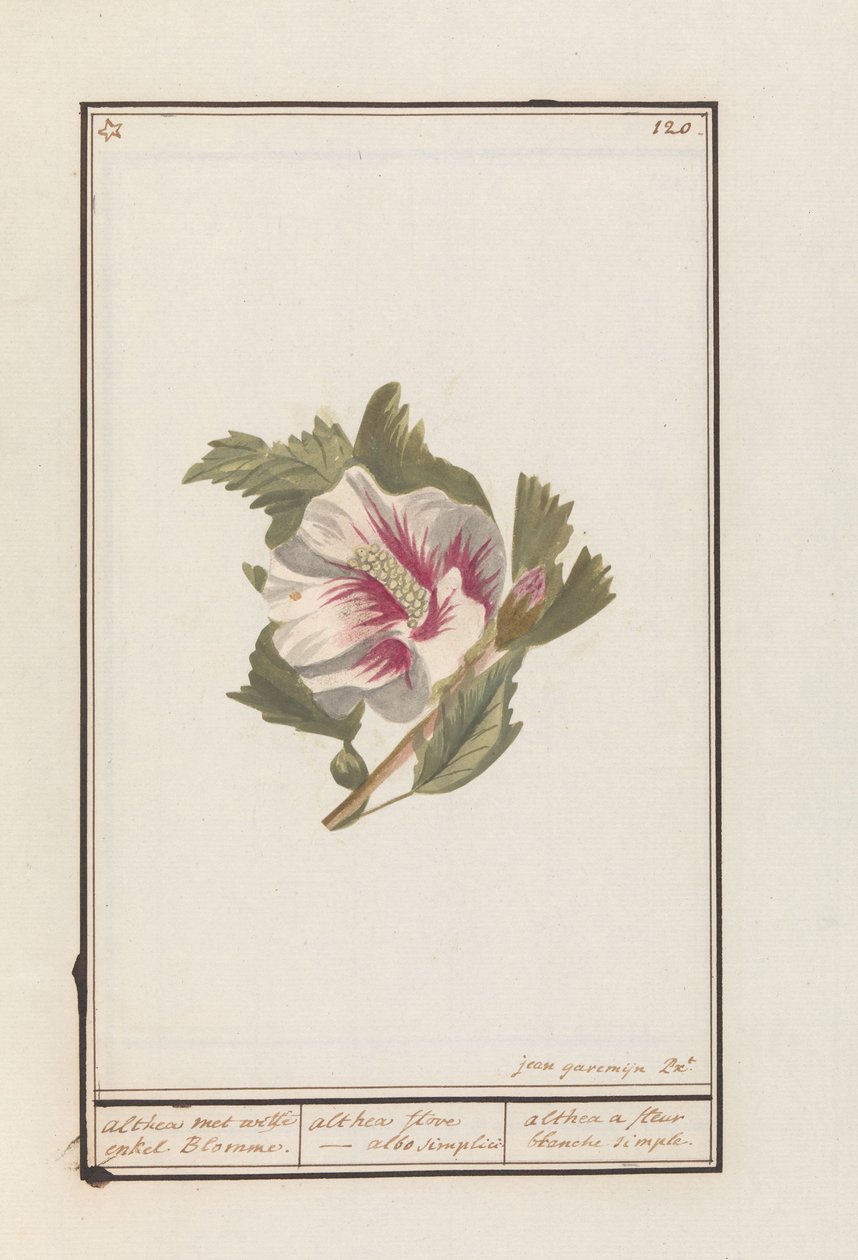 Hibiscus (Hibiscus syriacus) Althea valkoisilla yksittäiskukilla. / althea flore - valkoinen yksinkertaisesti. / althea yksinkertainen valkoinen kukka (otsikko esineessä) tekijältä Jan Anton Garemyn