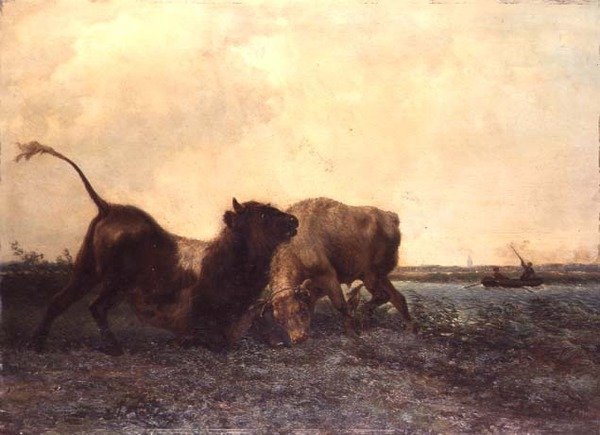 Bulls Fighting tekijältä Jan Bedys Tom