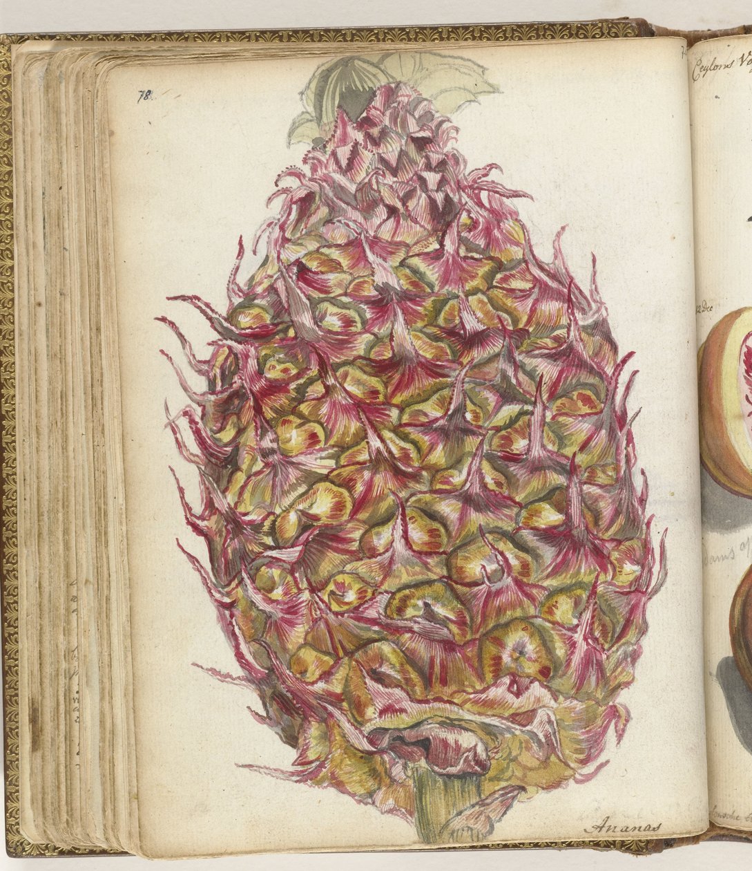 Ananas tekijältä Jan Brandes