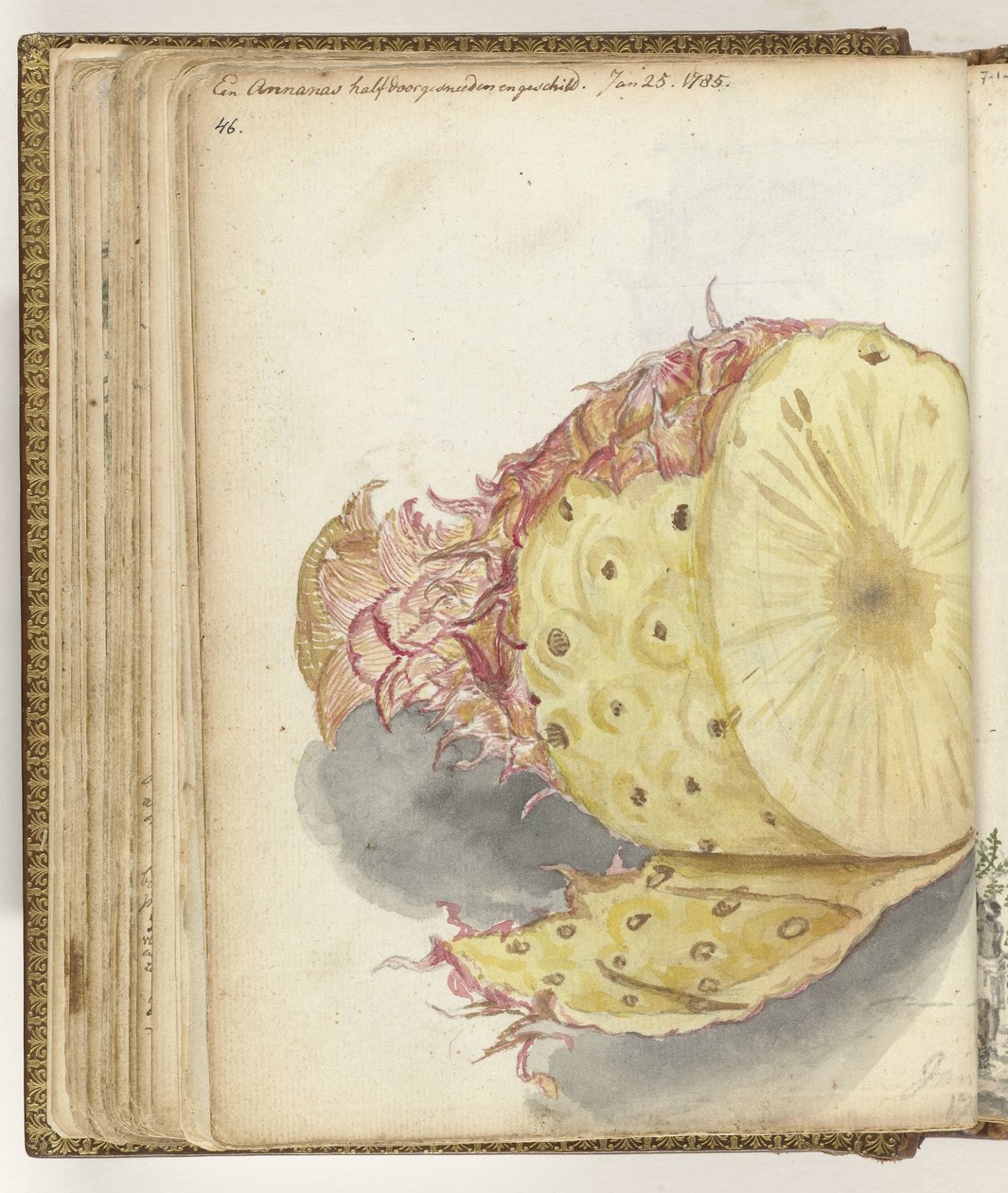 Ananas tekijältä Jan Brandes