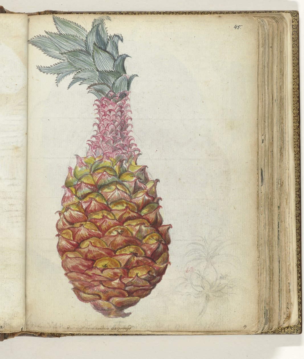 Ananas tekijältä Jan Brandes