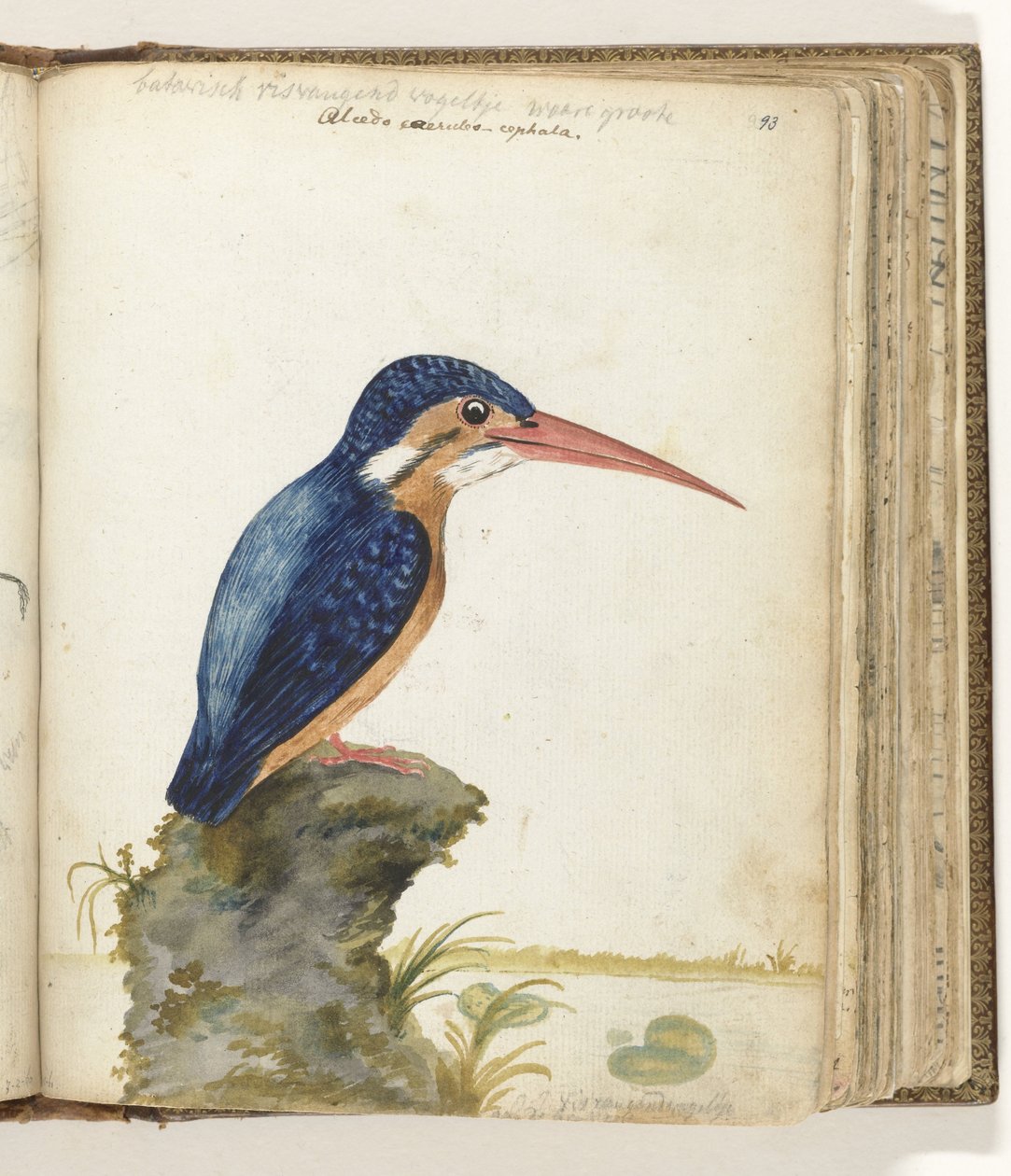 Sinikorvainen Kingfisher tekijältä Jan Brandes