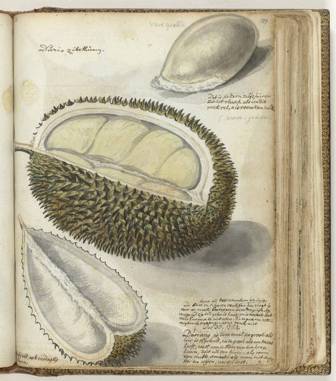 Durian tekijältä Jan Brandes