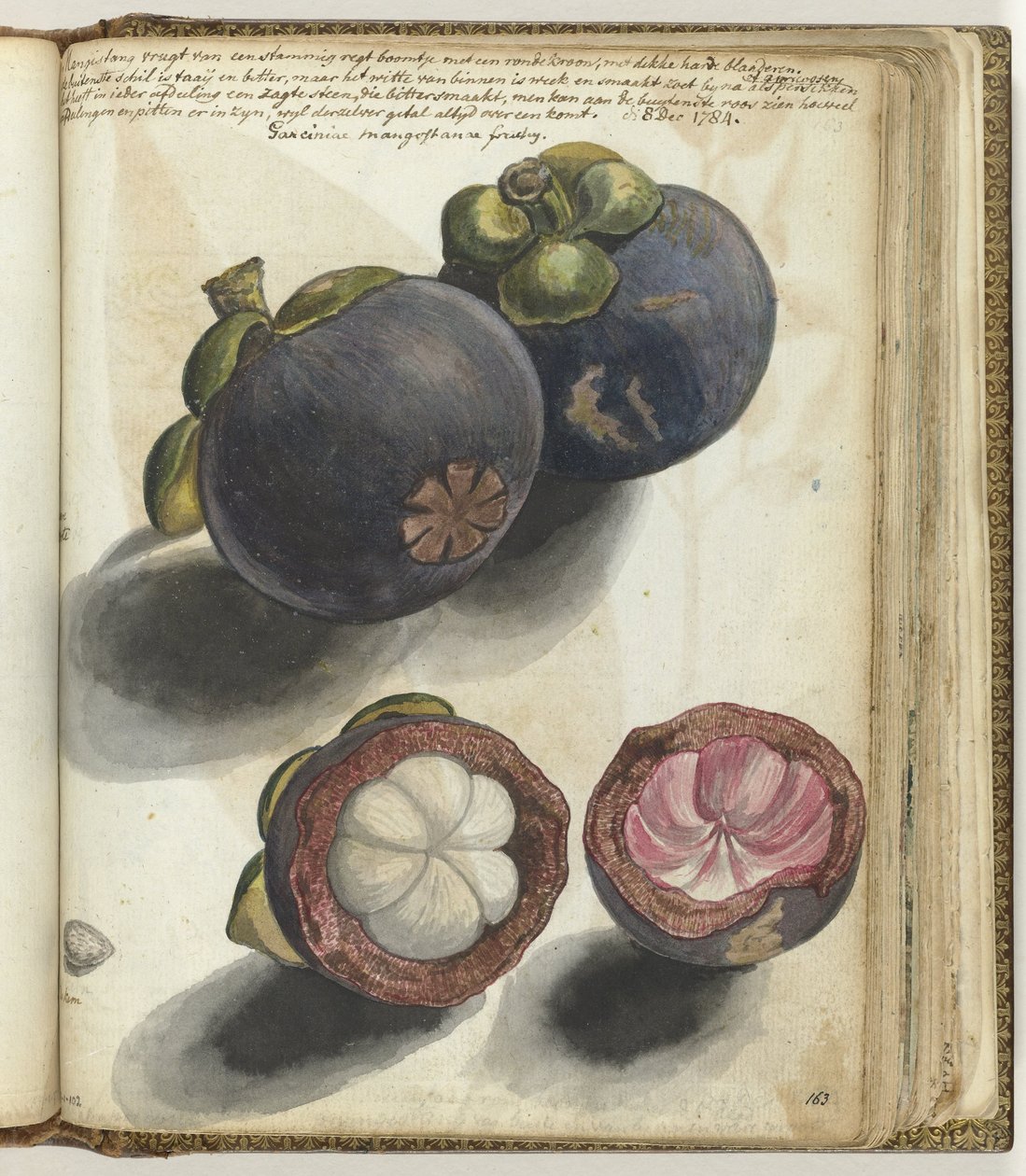 Mangosteen tekijältä Jan Brandes