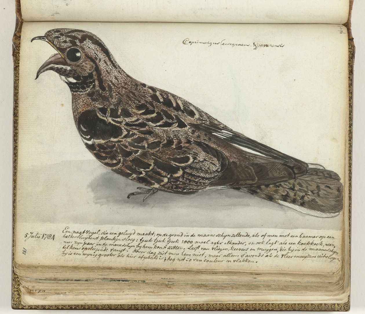 Nightjar tekijältä Jan Brandes