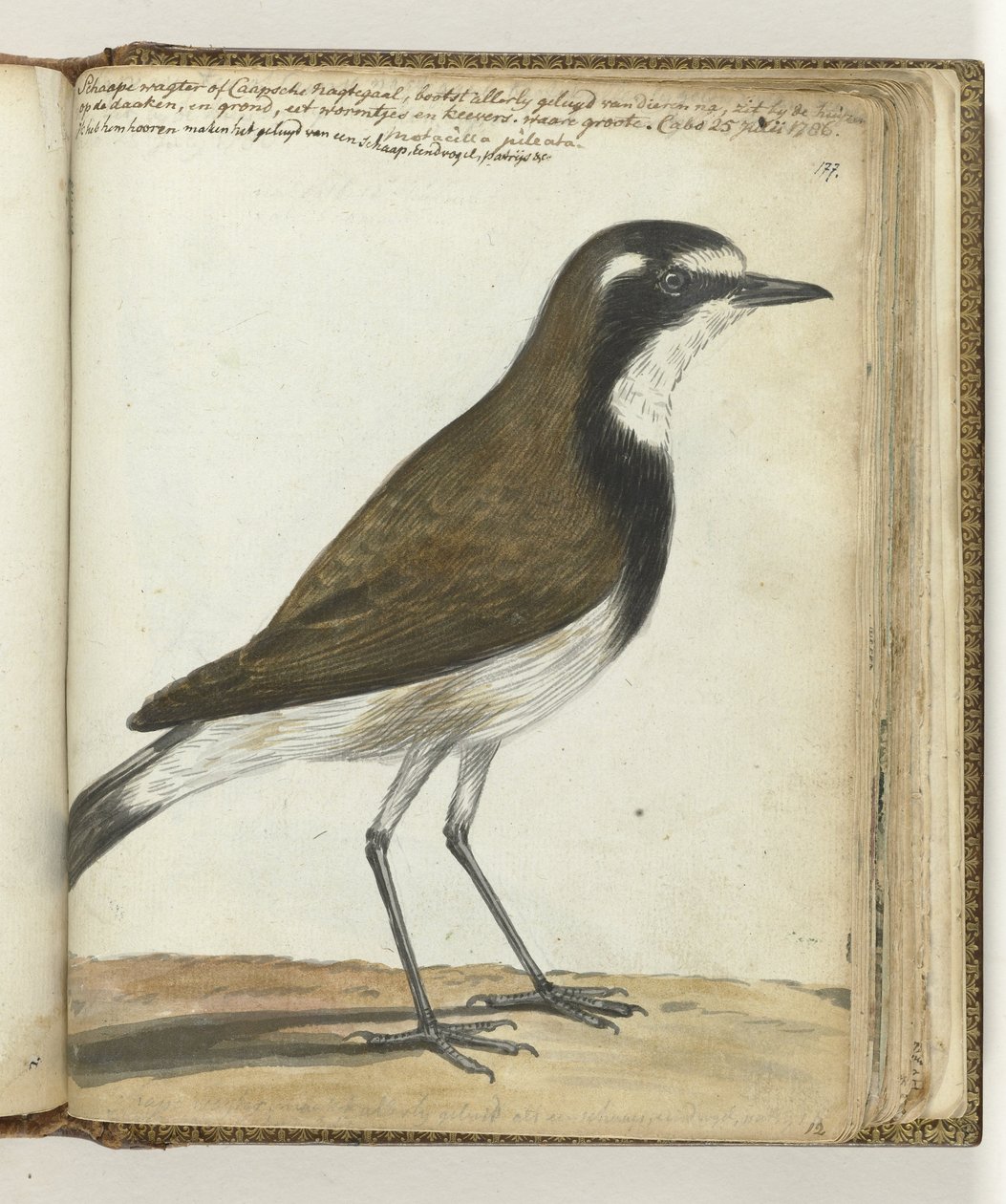 Lammaslintu tai Cape Nightingale tekijältä Jan Brandes