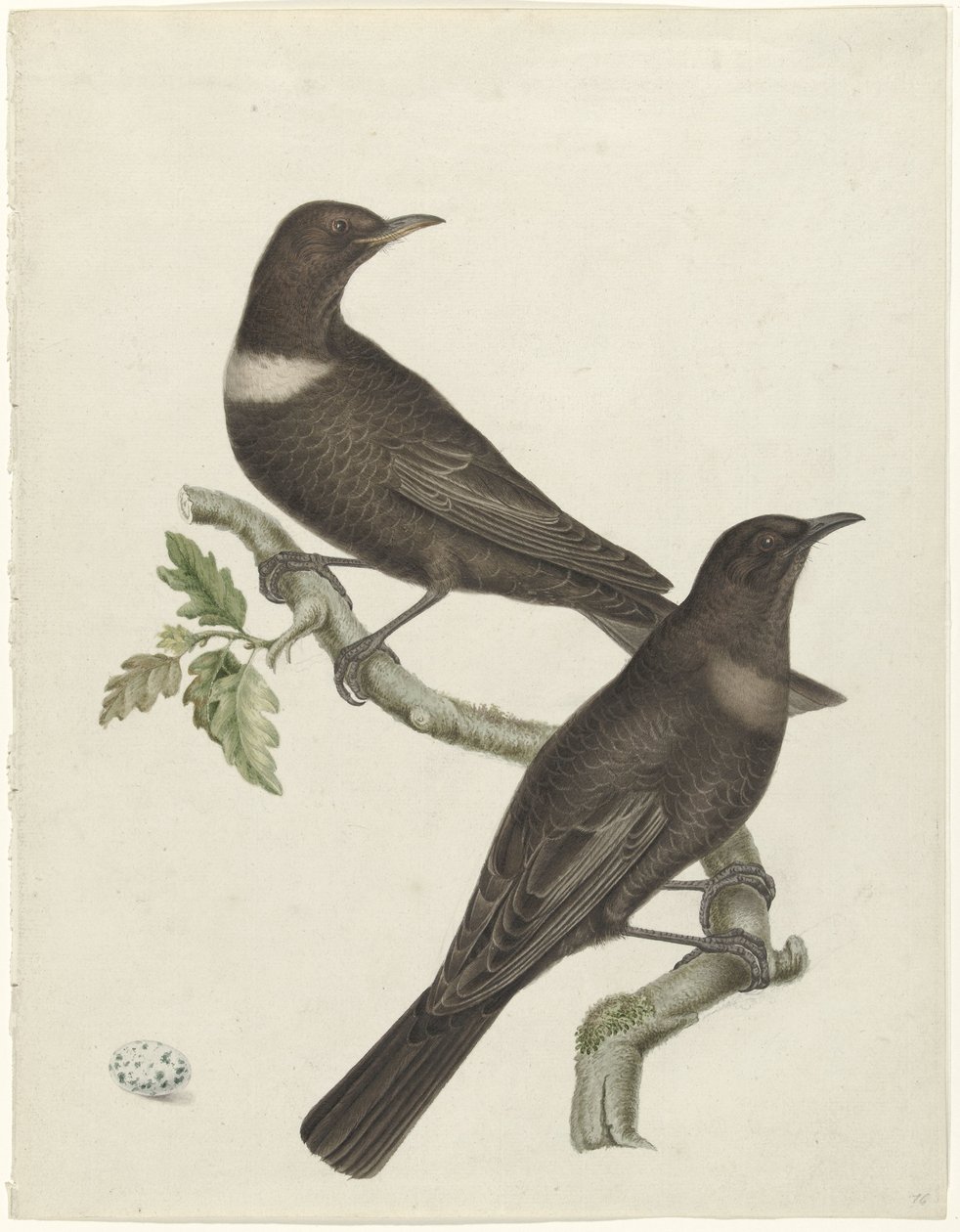 Kaksi rengasrastasta (Purdus torquatus) munalla tekijältä Jan Christiaan Sepp (possibly)